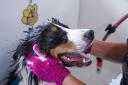 Mobile Dog Wash Perth logo